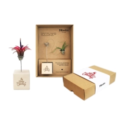 Lekkość Natury — oplątwa na podstawie / Tillandsia w etui Lekkość Natury — oplątwa na podstawie / Tillandsia w etui